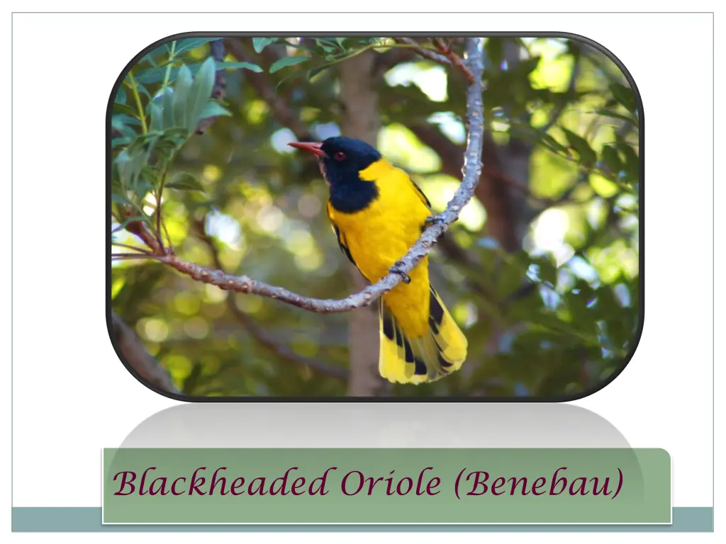 blackheaded oriole benebau