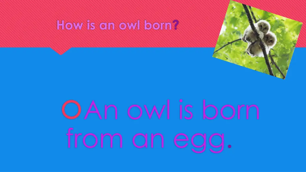 how is an owl born