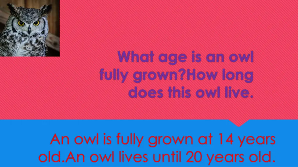 what age is an owl fully grown how long does this