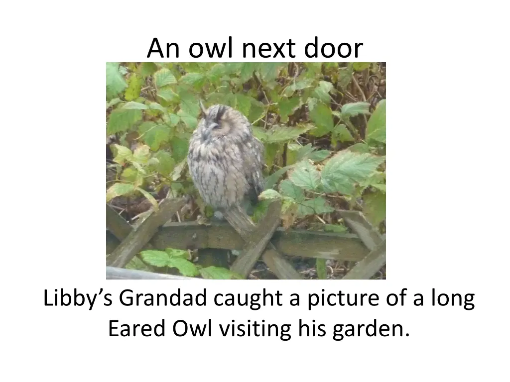 an owl next door