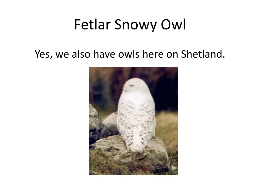 fetlar snowy owl