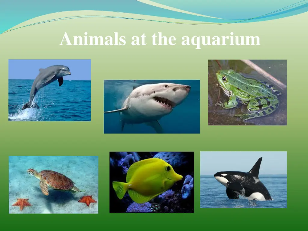 animals at the aquarium