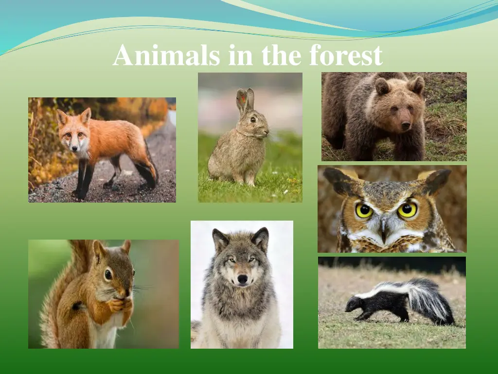 animals in the forest