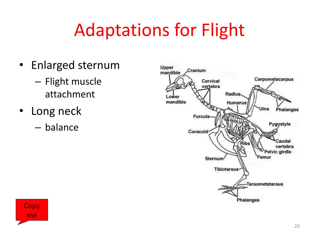 adaptations for flight 1