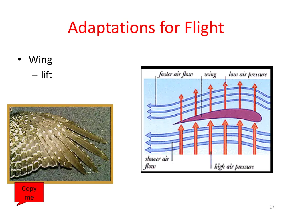 adaptations for flight 2