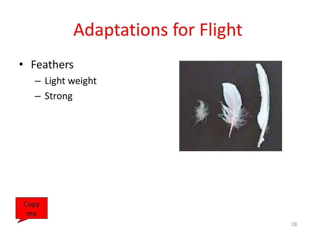 adaptations for flight 3