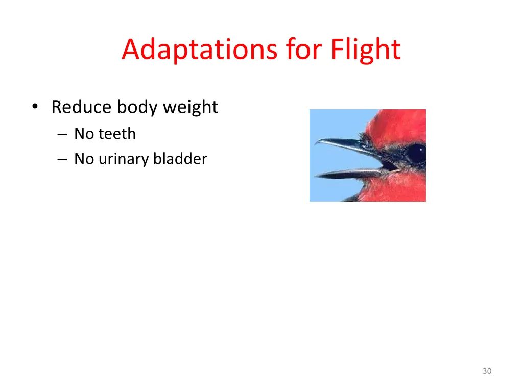 adaptations for flight 4