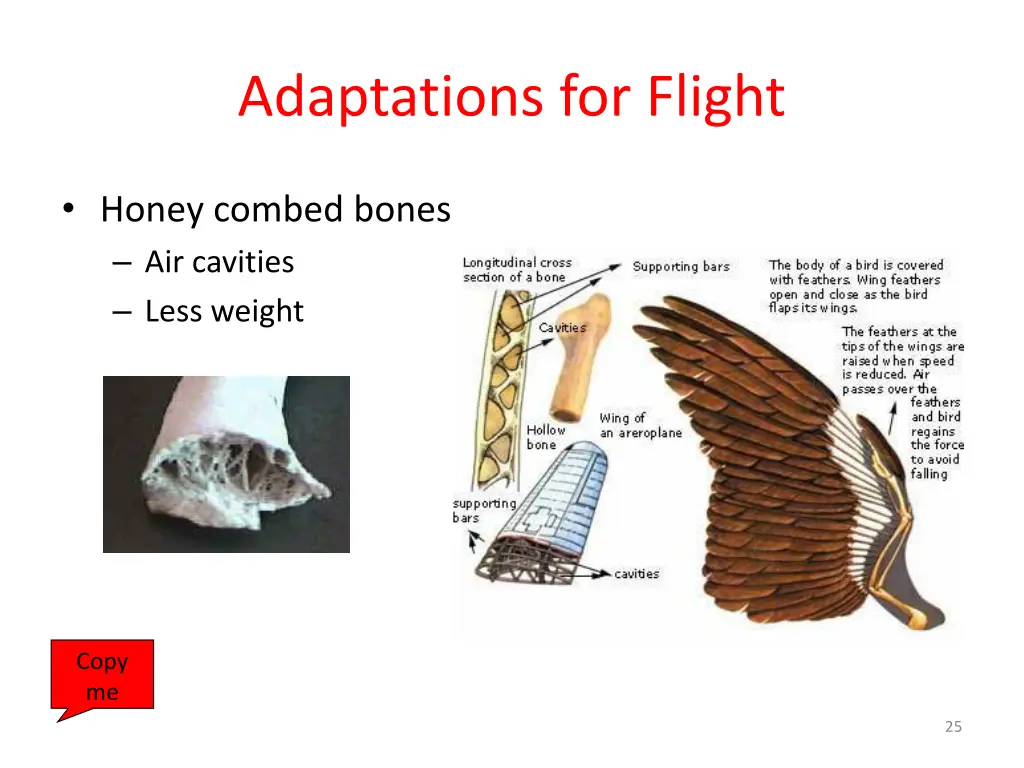 adaptations for flight