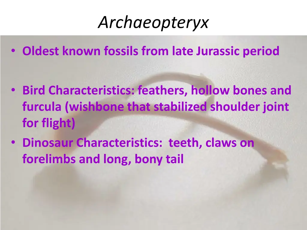 archaeopteryx