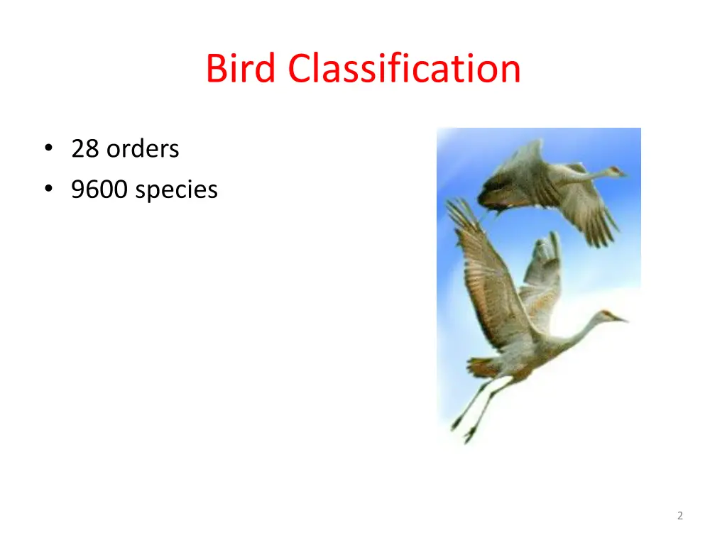 bird classification