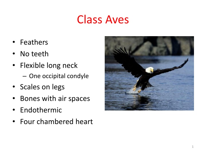 class aves