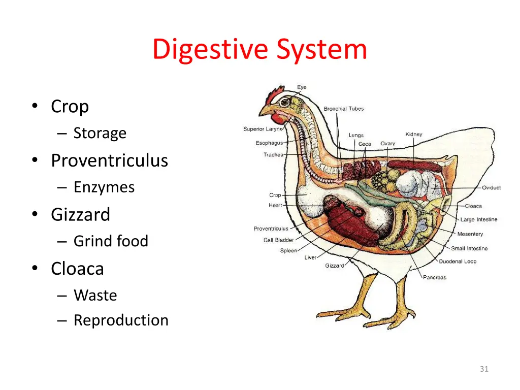 digestive system