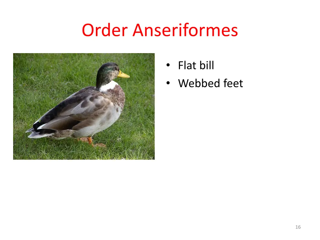 order anseriformes