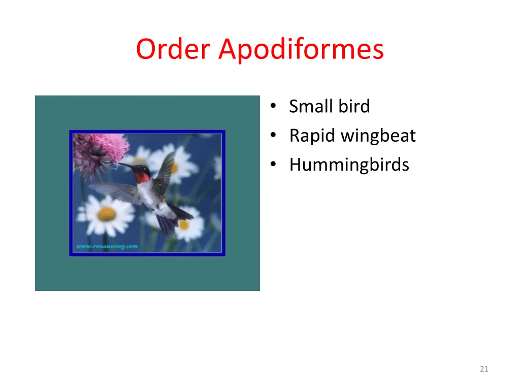 order apodiformes