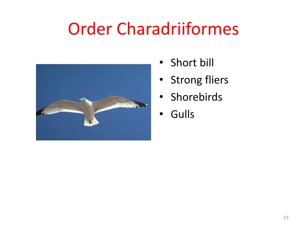 order charadriiformes