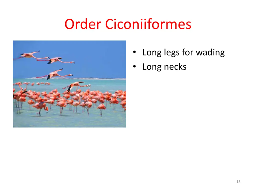 order ciconiiformes