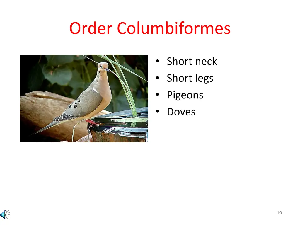 order columbiformes