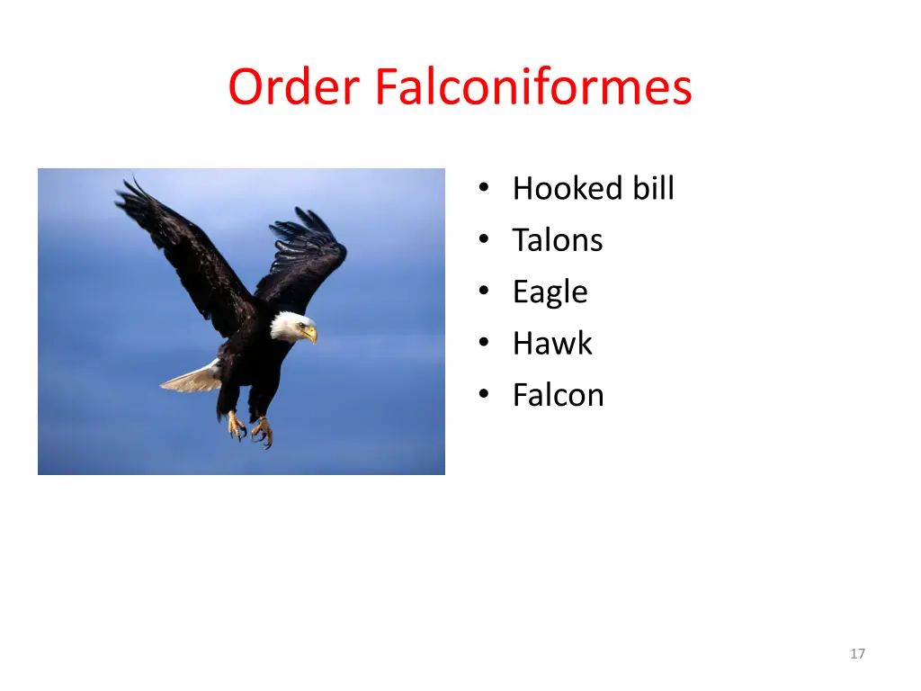 order falconiformes