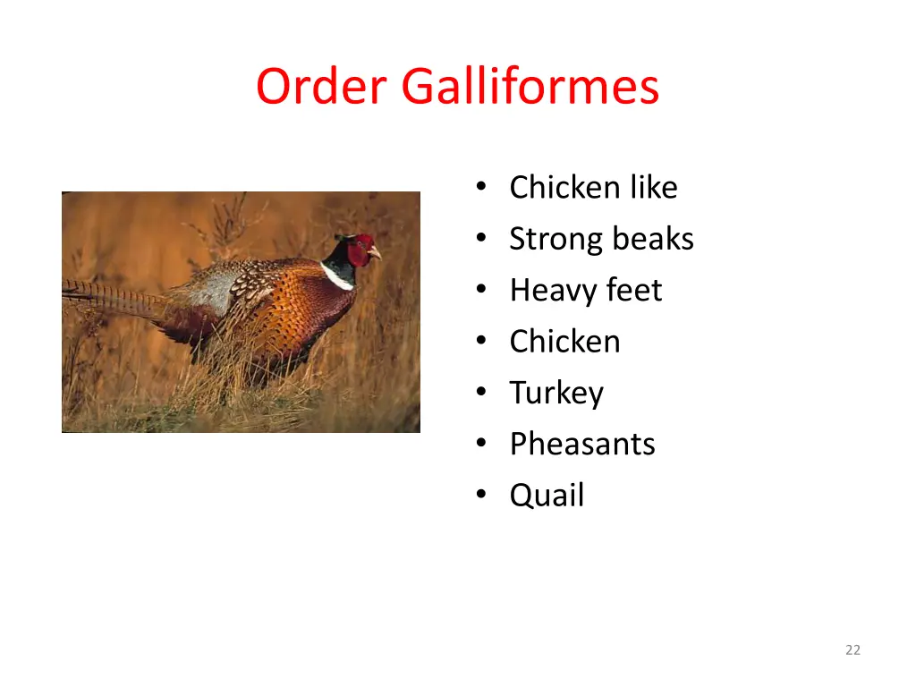 order galliformes