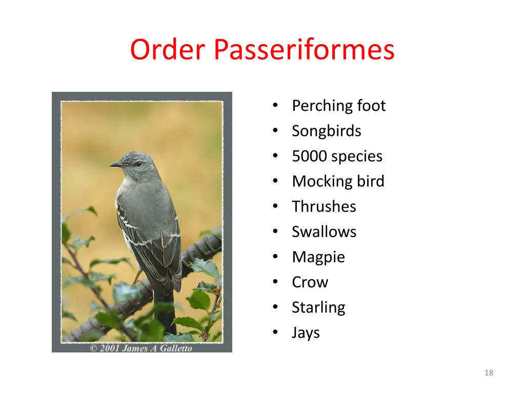 order passeriformes