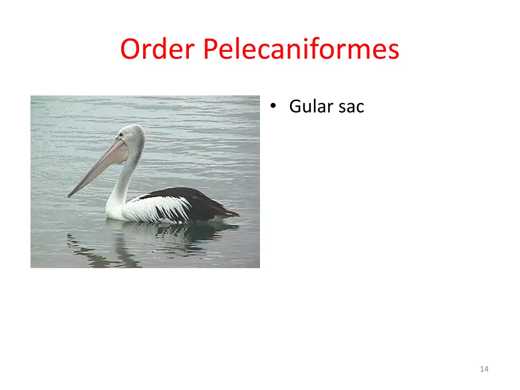 order pelecaniformes