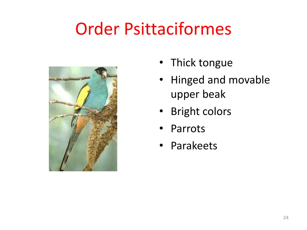 order psittaciformes