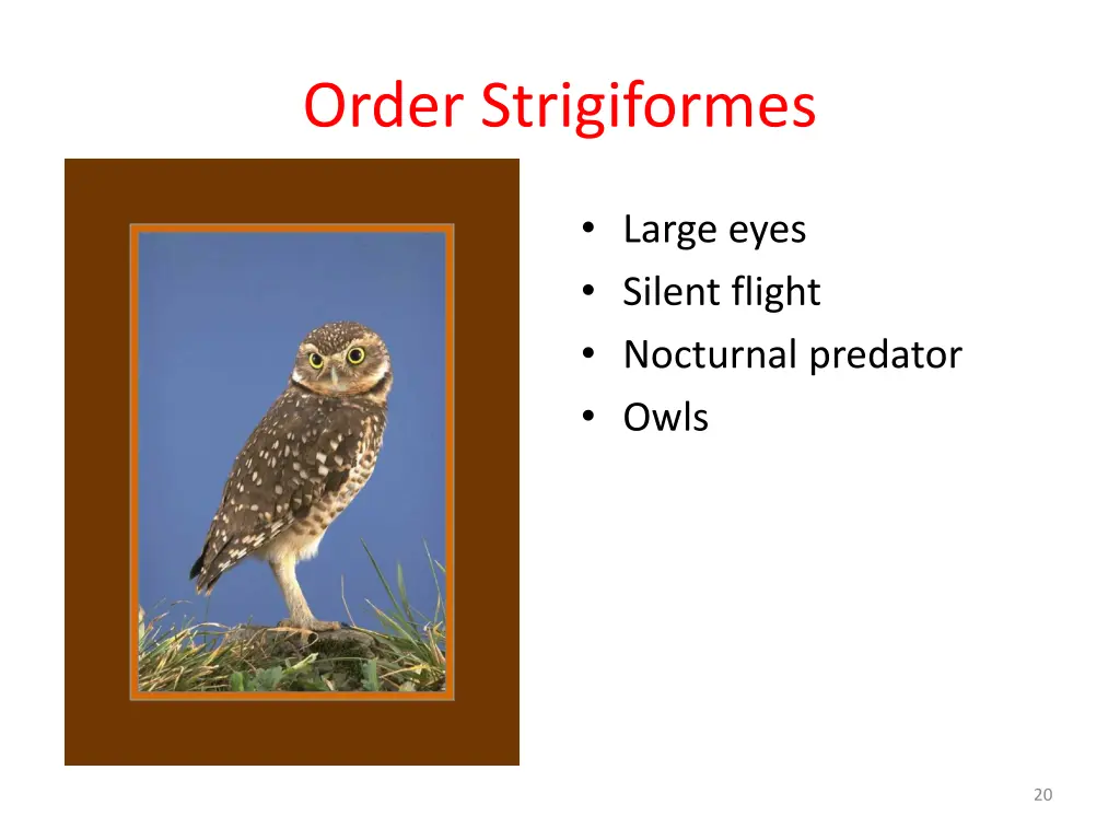 order strigiformes