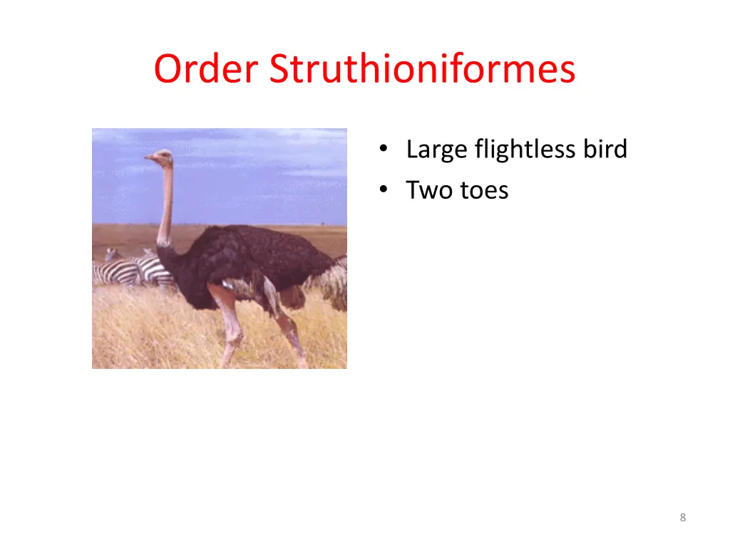 order struthioniformes