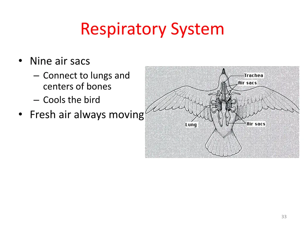 respiratory system