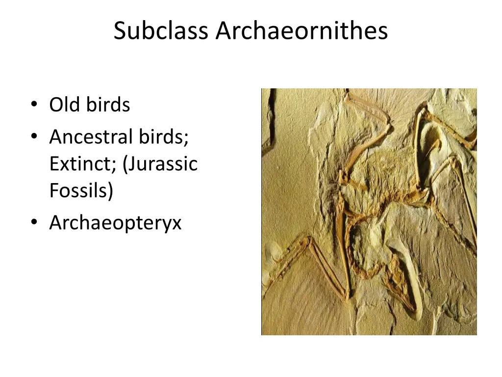 subclass archaeornithes