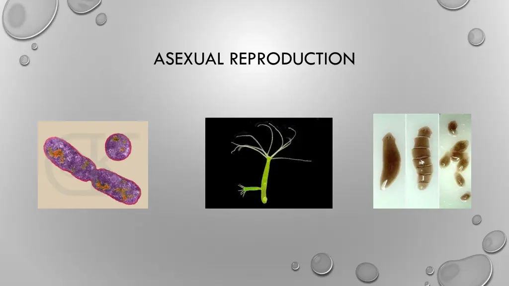 asexual reproduction