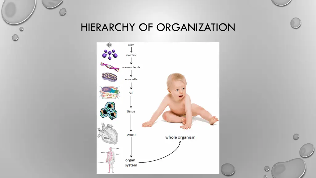 hierarchy of organization