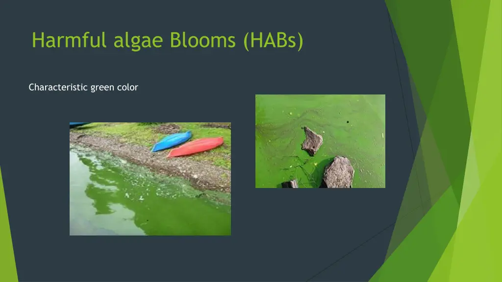 harmful algae blooms habs