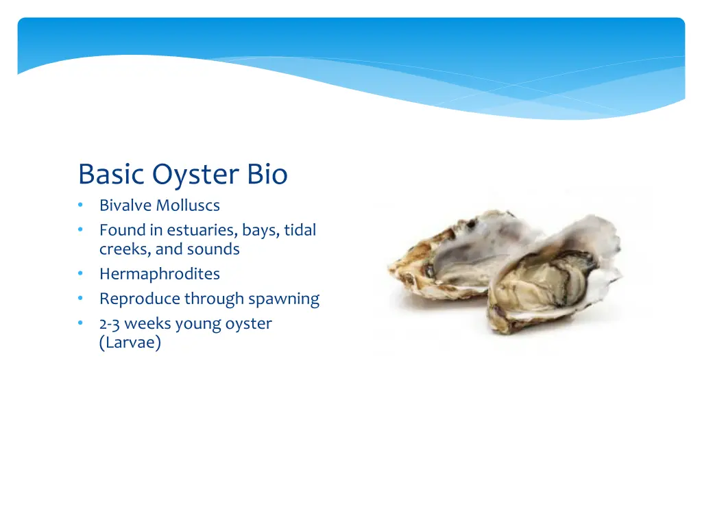 basic oyster bio