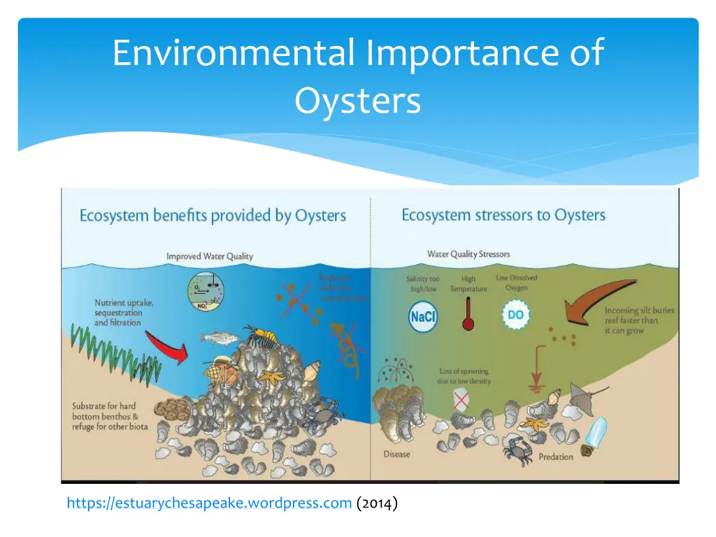 environmental importance of oysters 1