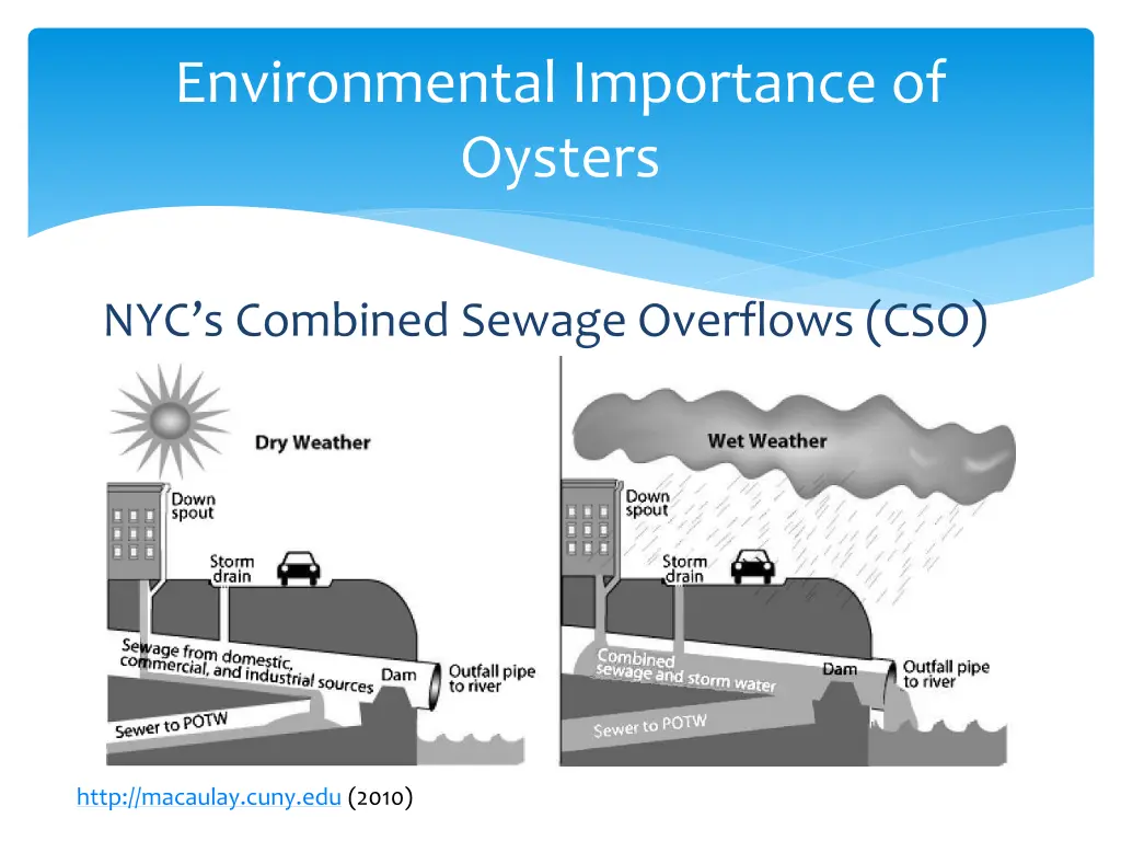 environmental importance of oysters 2