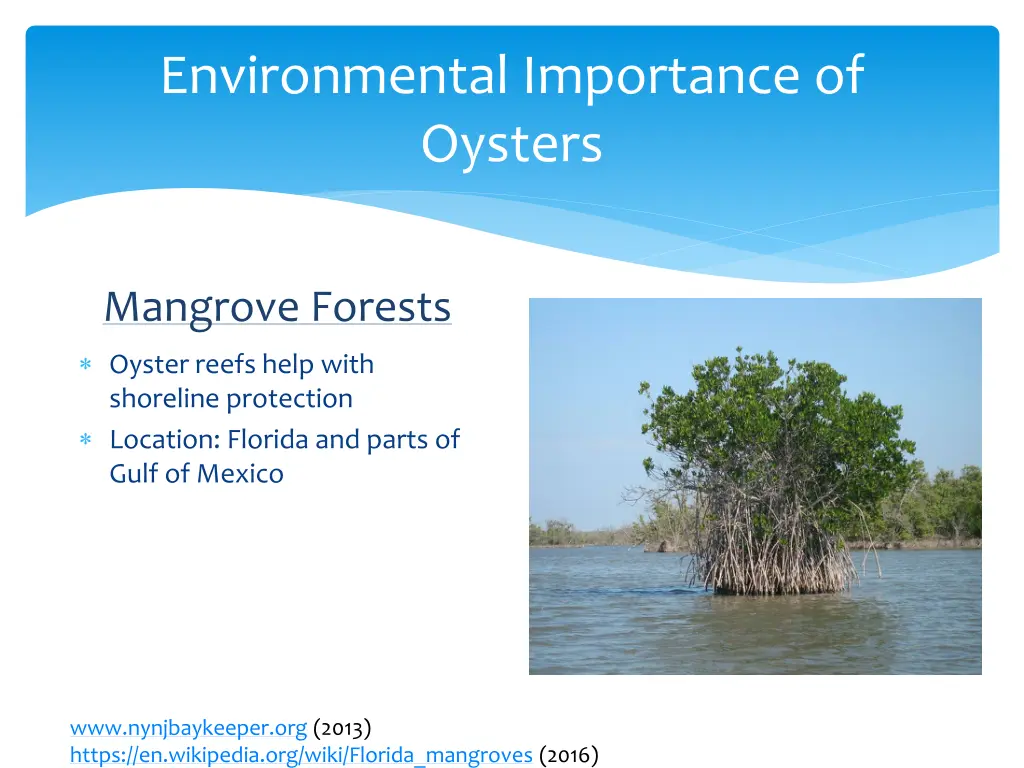 environmental importance of oysters 3