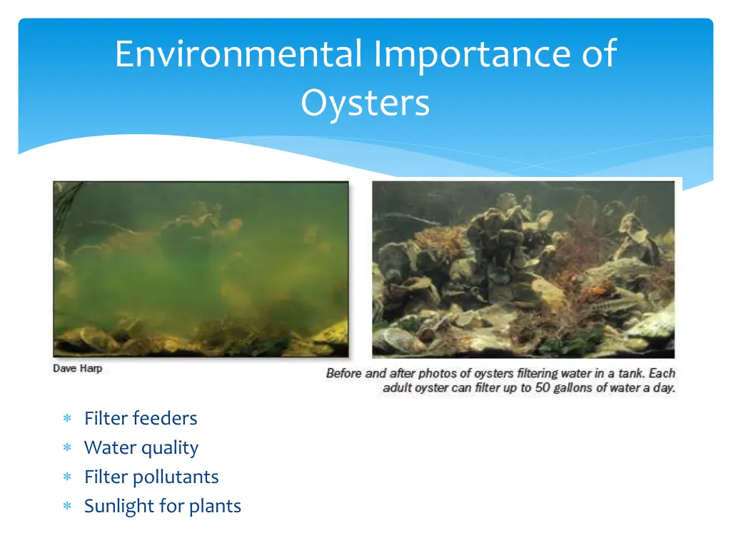 environmental importance of oysters