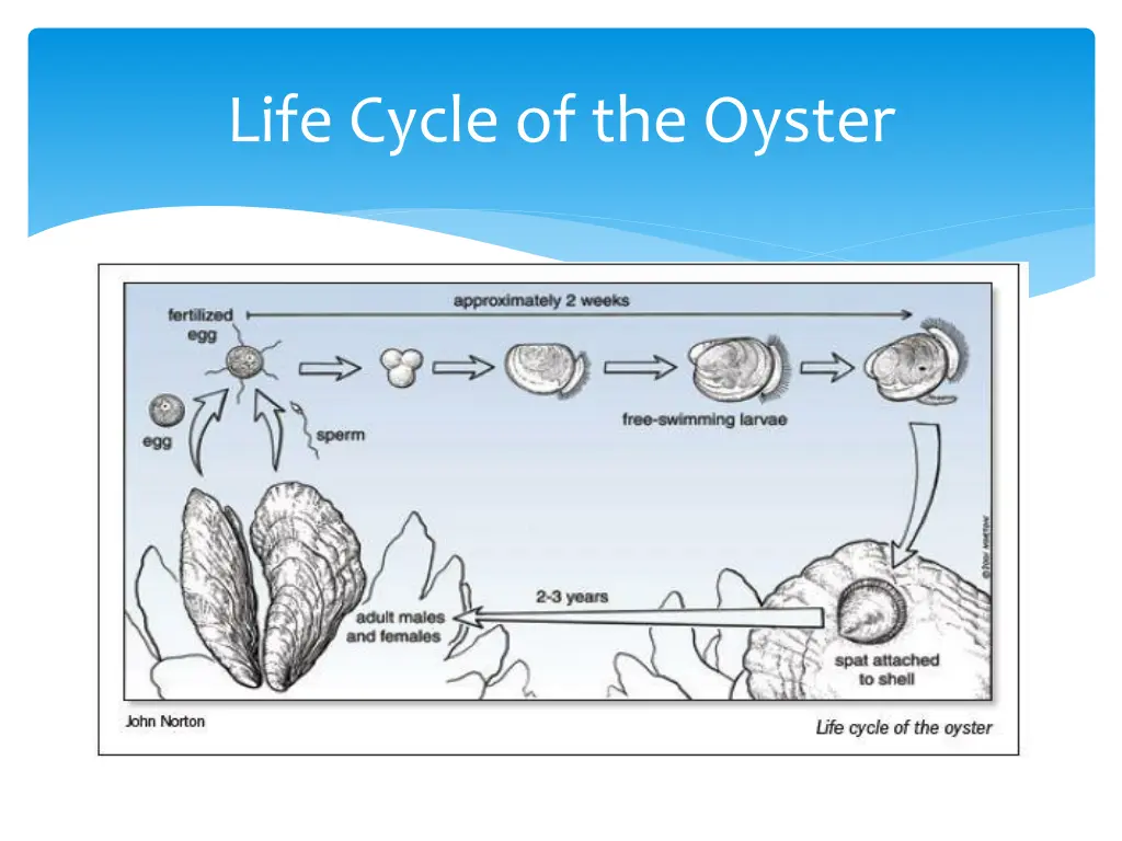 life cycle of the oyster