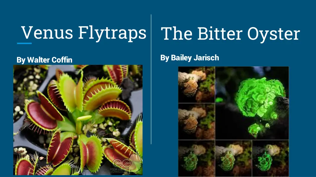 venus flytraps