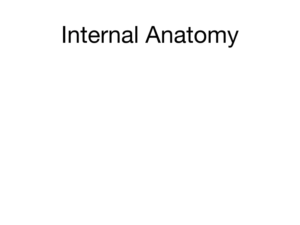 internal anatomy