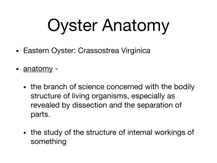 oyster anatomy