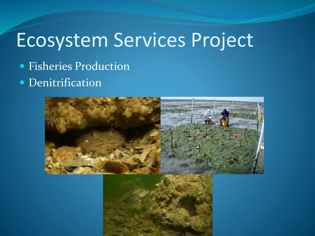 ecosystem services project