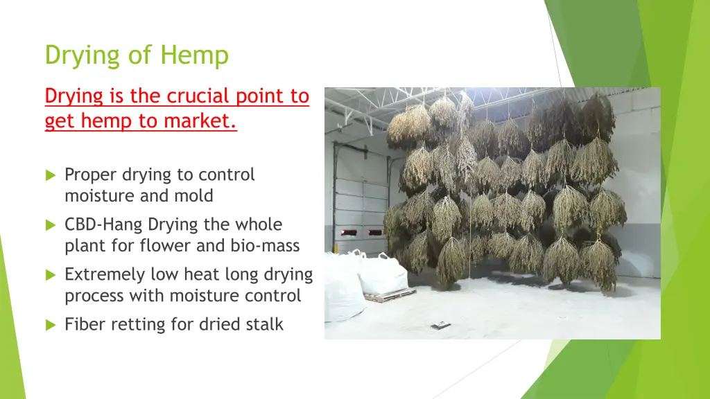 drying of hemp