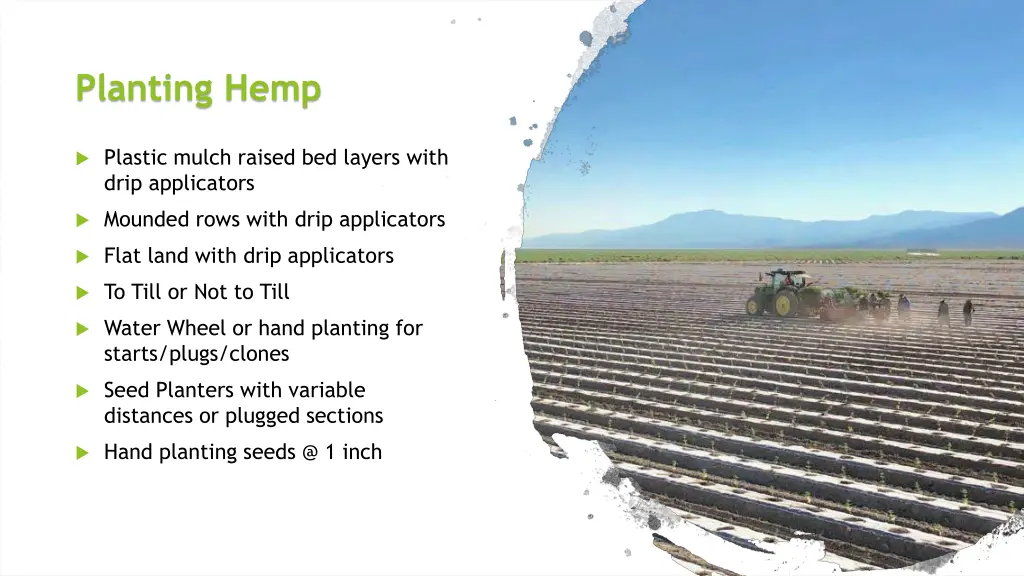 planting hemp