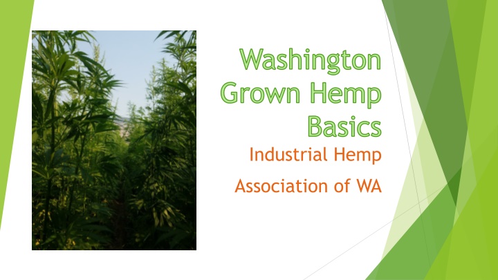 washington grown hemp