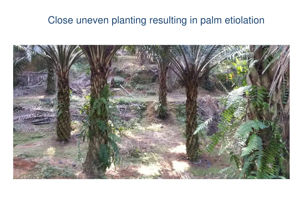 close uneven planting resulting in palm etiolation