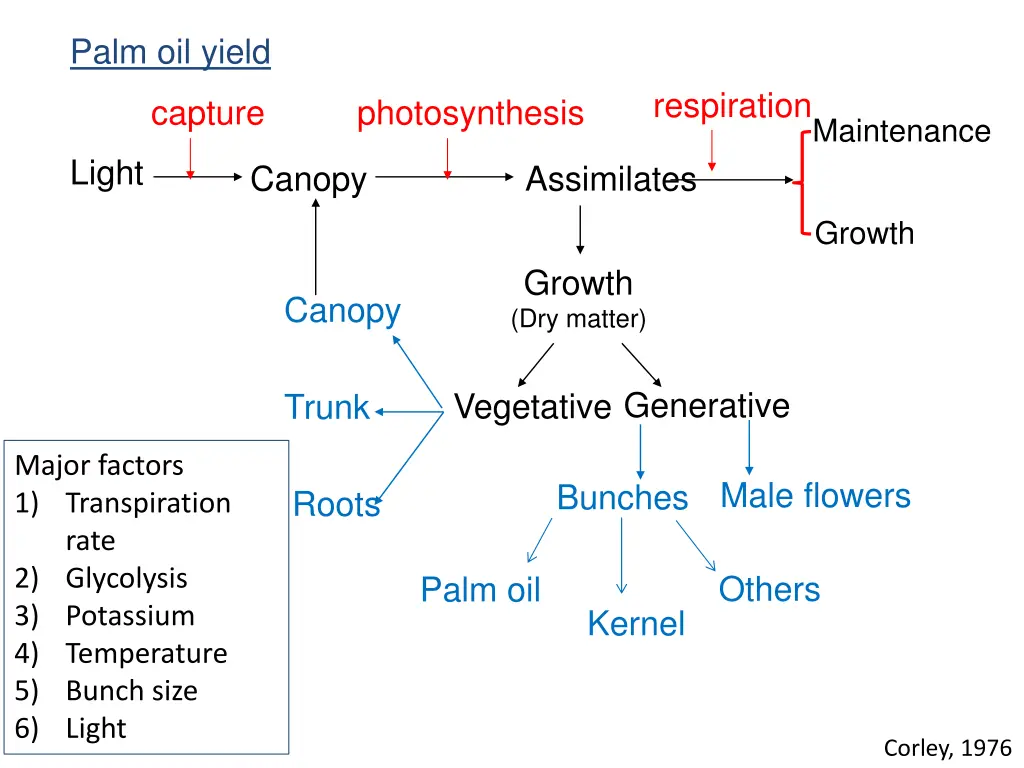 palm oil yield