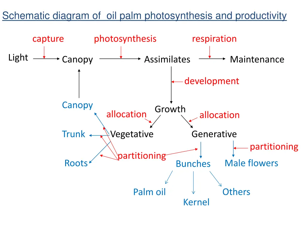 schematic diagram of oil palm photosynthesis