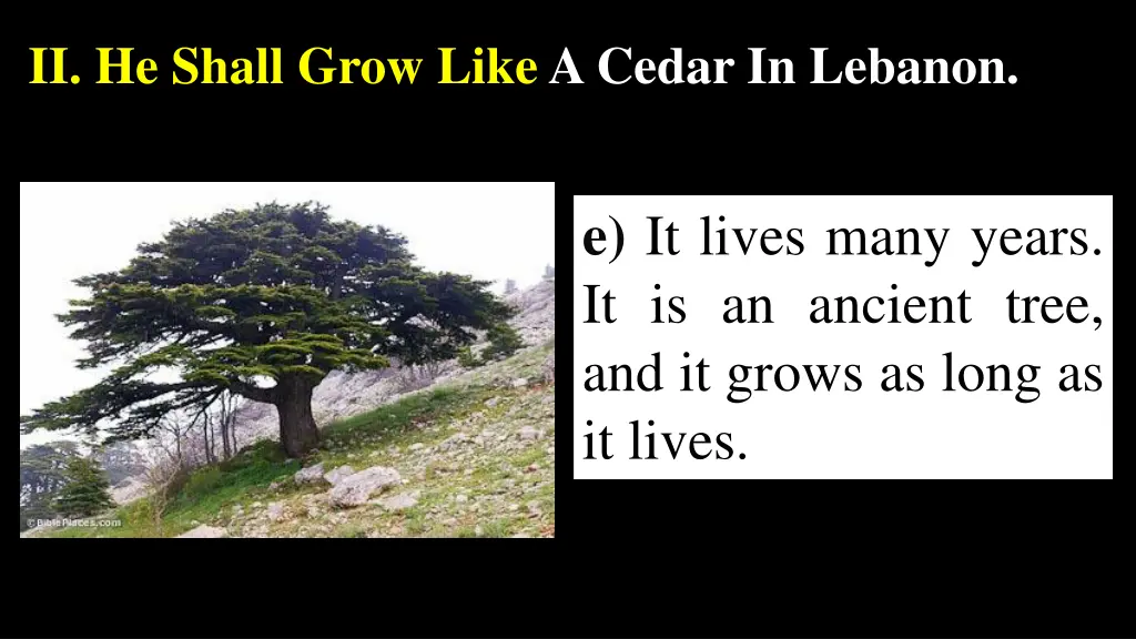 ii he shall grow like a cedar in lebanon 1